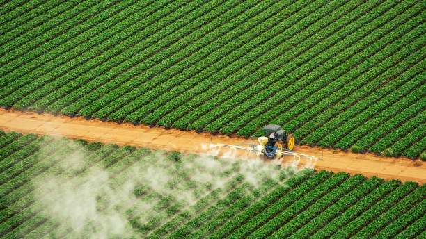 Best Pest Control Near Me in Nocona, TX