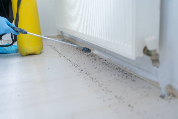 Best Emergency Pest Control  in Nocona, TX