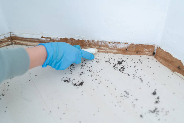Best Emergency Pest Control  in Nocona, TX