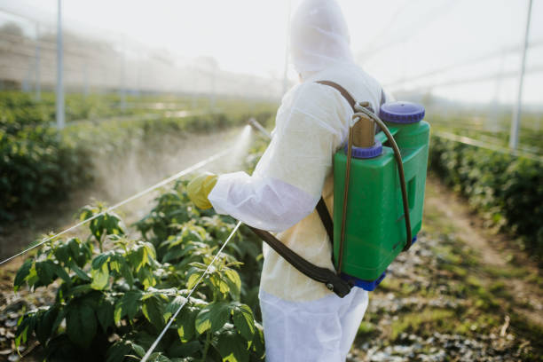 Best Pest Control for Homes  in Nocona, TX
